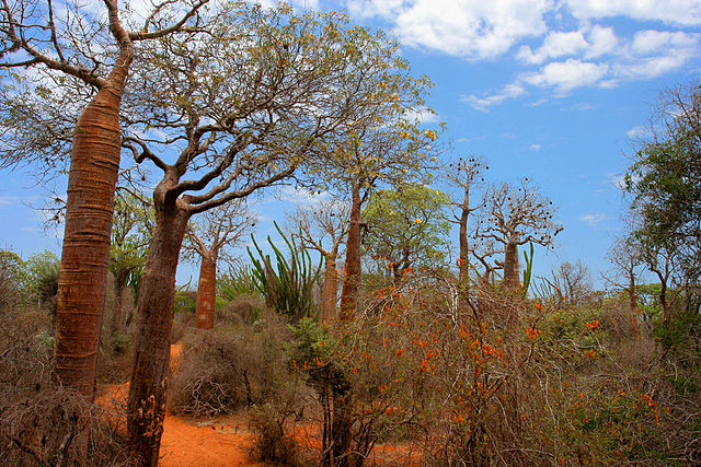 Spiny forest at Madagascar