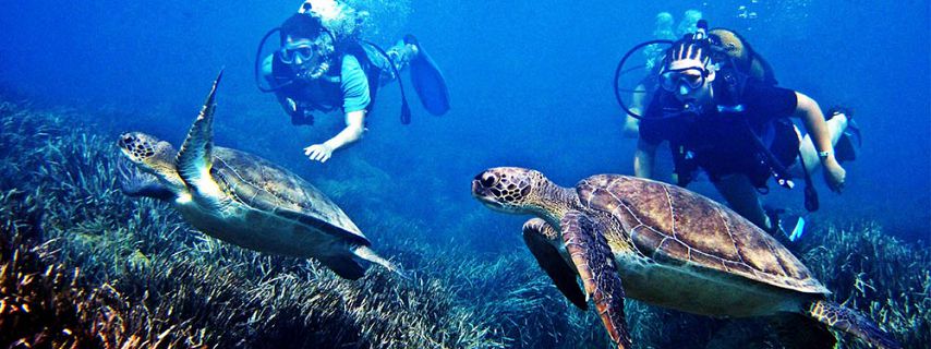 Mauritius diving