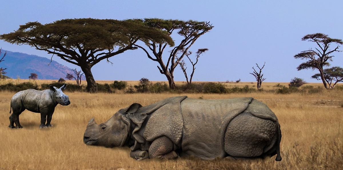 Rhino at Safari