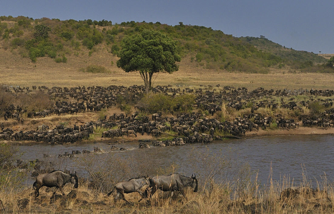 Wildebeest migration in Kenya